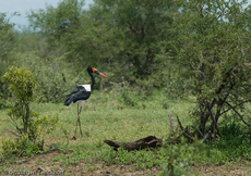 Sattelstorch (7 von 9).jpg